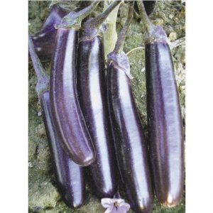 Unprätentiös in der Pflege und erstaunlich schmeckende Aubergine König des Marktes