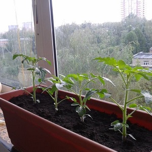 Eine reichhaltige Tomatenernte das ganze Jahr über: Wie man Tomaten auf dem Balkon anbaut und was dafür benötigt wird