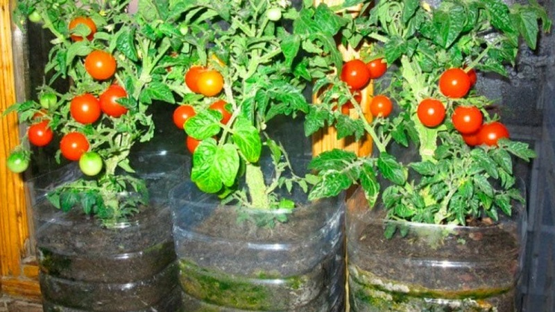 Eine reichhaltige Tomatenernte das ganze Jahr über: Wie man Tomaten auf dem Balkon anbaut und was dafür benötigt wird