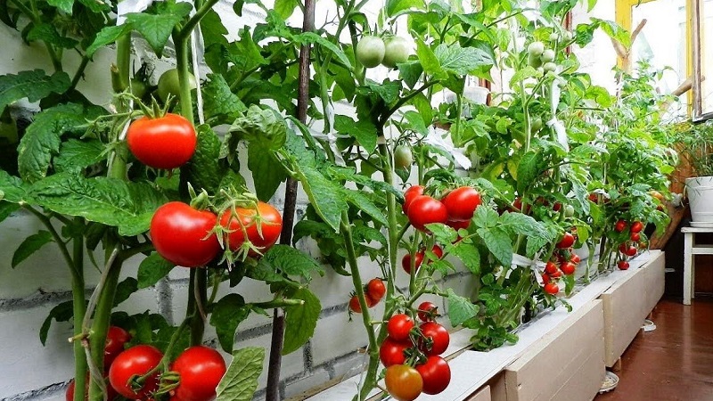 Eine reichhaltige Tomatenernte das ganze Jahr über: Wie man Tomaten auf dem Balkon anbaut und was dafür benötigt wird