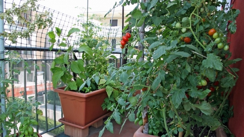 Eine reichhaltige Tomatenernte das ganze Jahr über: Wie man Tomaten auf dem Balkon anbaut und was dafür benötigt wird