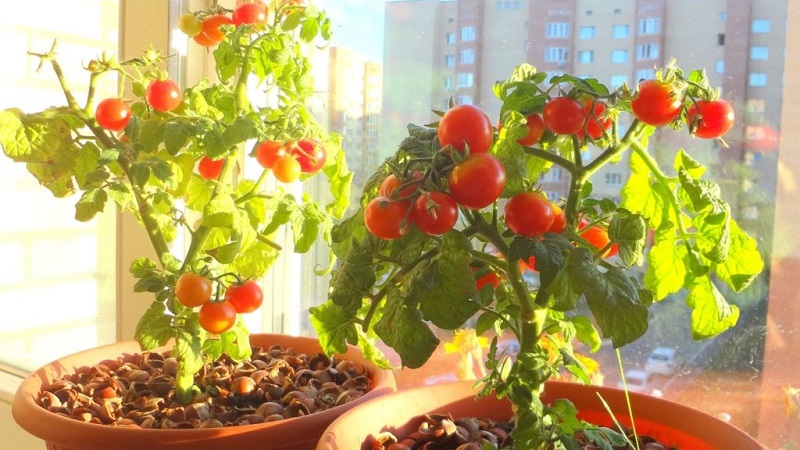 Eine reichhaltige Tomatenernte das ganze Jahr über: Wie man Tomaten auf dem Balkon anbaut und was dafür benötigt wird