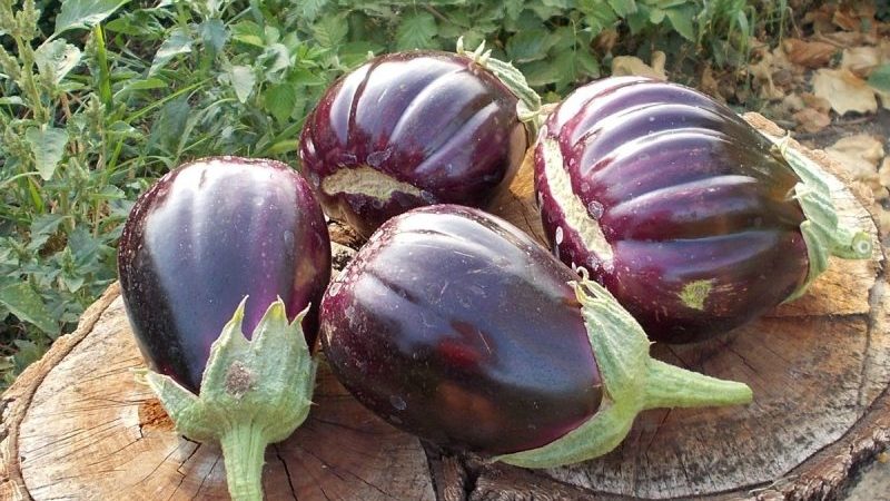 Warum Sommerbewohner die Auberginensorte Black Handsome mögen und wie man sie anbaut