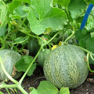 Exotische Melone Cantaloupe: Ein Überblick über eine Sorte mit erstaunlichem Geschmack und Aroma