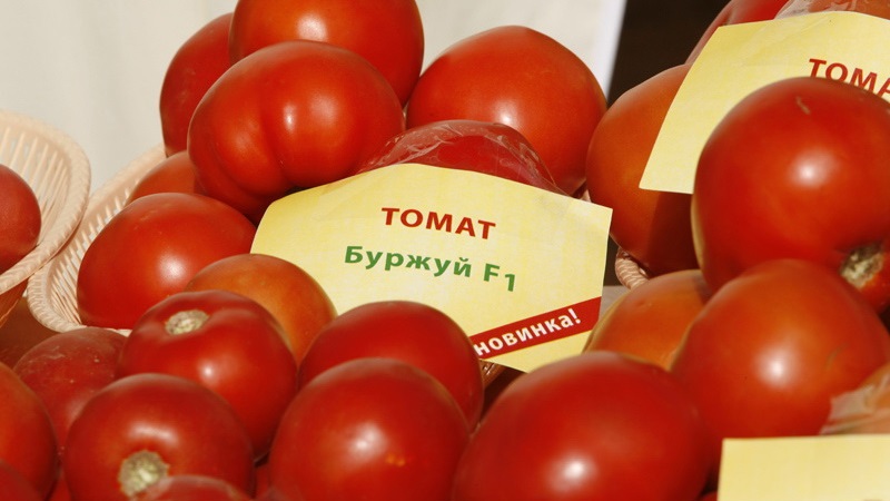 Ein Favorit der Sommerbewohner mit hohen Erträgen und einem ausgezeichneten Ruf - bürgerliche Tomate für Freiland und Gewächshäuser