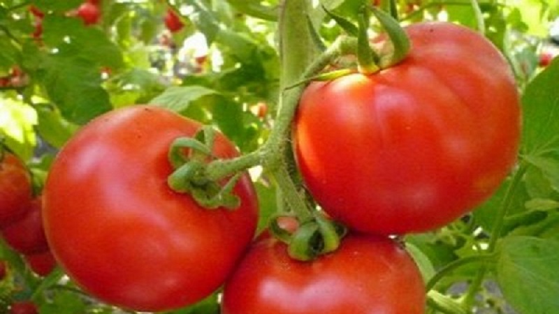 Ein Favorit der Sommerbewohner mit hohen Erträgen und einem ausgezeichneten Ruf - bürgerliche Tomate für Freiland und Gewächshäuser