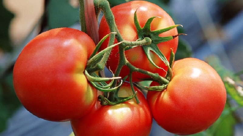 Ein Favorit der Sommerbewohner mit hohen Erträgen und einem ausgezeichneten Ruf - bürgerliche Tomate für Freiland und Gewächshäuser