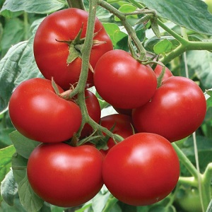 Ein Favorit der Sommerbewohner mit hohen Erträgen und einem ausgezeichneten Ruf - bürgerliche Tomate für Freiland und Gewächshäuser