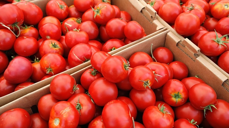 Ein Favorit der Sommerbewohner mit hohen Erträgen und einem ausgezeichneten Ruf - bürgerliche Tomate für Freiland und Gewächshäuser