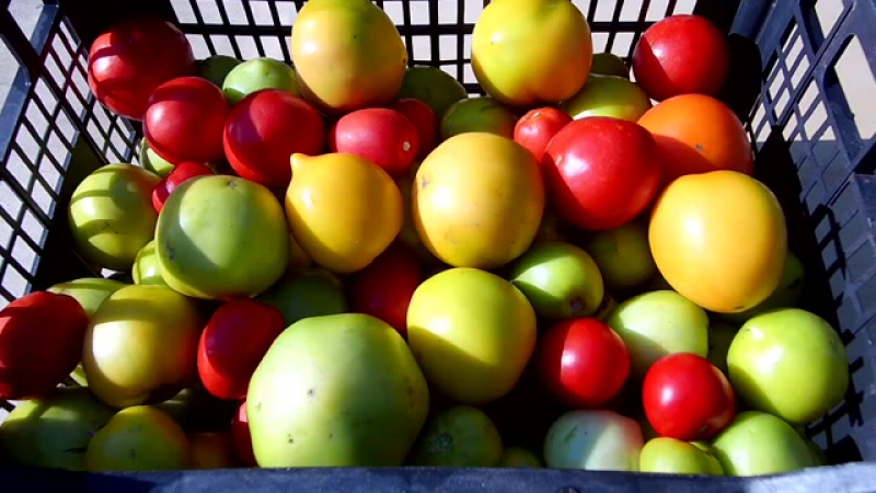 Where and how to store green tomatoes so that they turn red as quickly as possible and how to keep ripe fruits for a long time