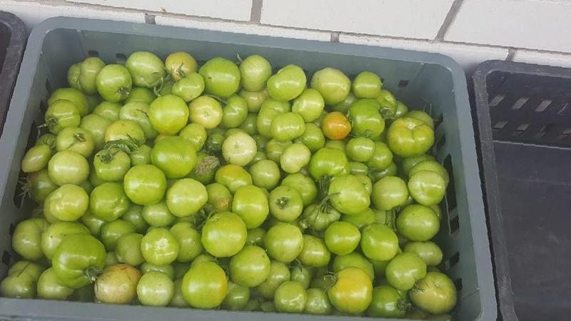 Where and how to store green tomatoes so that they turn red as quickly as possible and how to keep ripe fruits for a long time