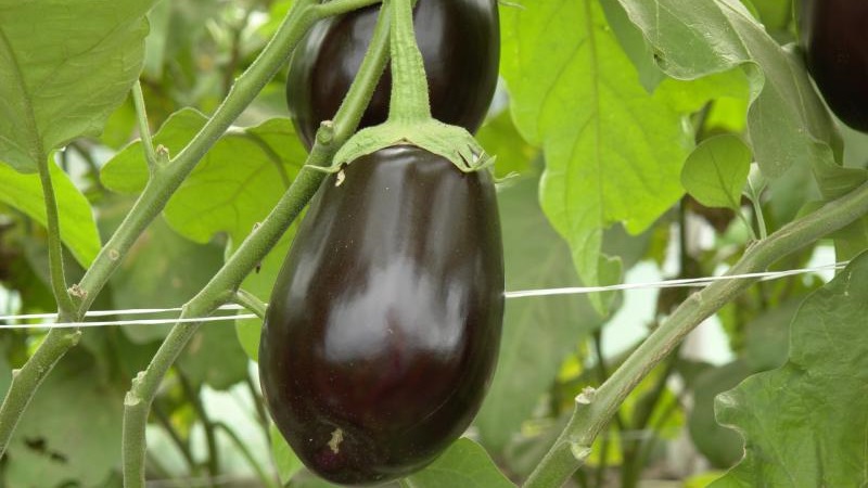 Clorinda Hybrid Aubergine von niederländischen Züchtern