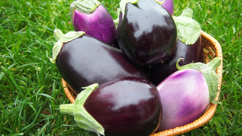 Clorinda Hybrid Aubergine von niederländischen Züchtern