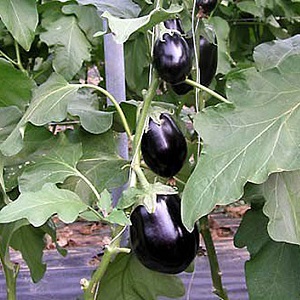 Clorinda Hybrid Aubergine von niederländischen Züchtern