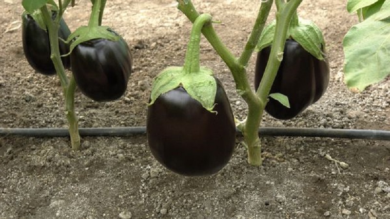 Clorinda Hybrid Aubergine von niederländischen Züchtern