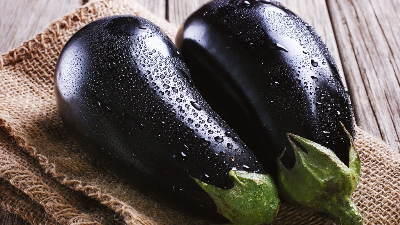 Clorinda Hybrid Aubergine von niederländischen Züchtern