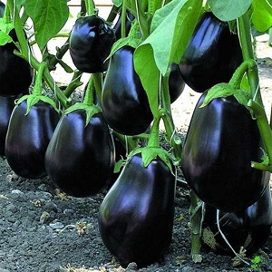 Clorinda Hybrid Aubergine von niederländischen Züchtern