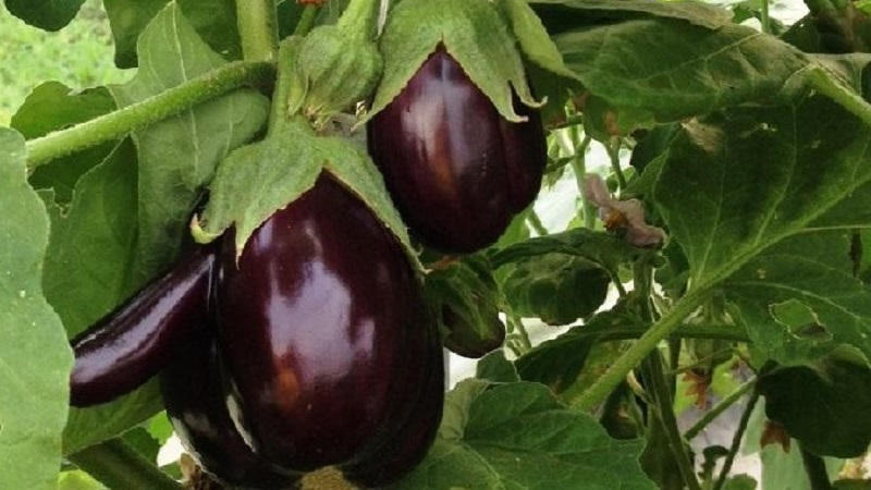 Clorinda Hybrid Aubergine von niederländischen Züchtern