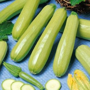 Cavili Zucchini Sorte von niederländischen Züchtern: Was Sie mögen und wie Sie es richtig anbauen