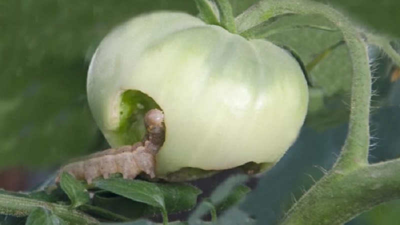 Wie man mit Raupen auf Tomaten in einem Gewächshaus umgeht