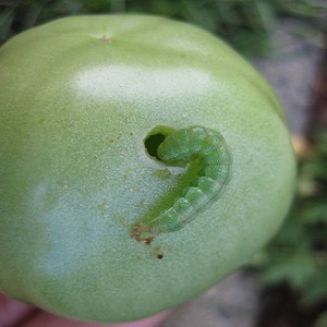 Wie man mit Raupen auf Tomaten in einem Gewächshaus umgeht