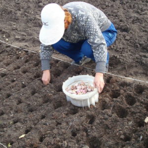 Wie und was Knoblauch vor dem Pflanzen für den Winter zu verarbeiten ist: Regeln für die Zubereitung von Pflanzenmaterial und nützliche Tipps