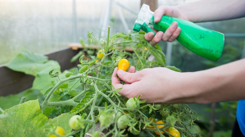 Wie und warum man Tomaten mit Serum mit Jod besprüht: ein Rezept für eine Lösung und Anweisungen für die Verarbeitung