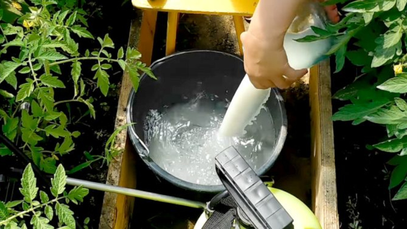 Wie und warum man Tomaten mit Serum mit Jod besprüht: ein Rezept für eine Lösung und Anweisungen für die Verarbeitung