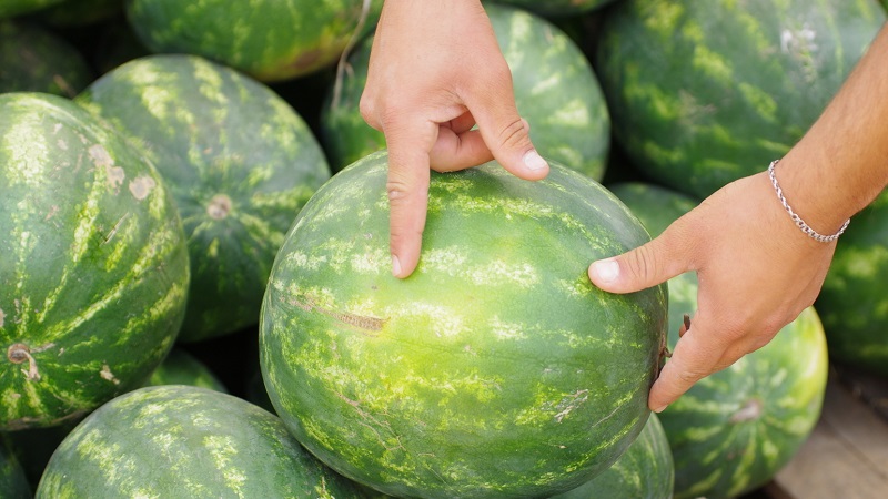 Wie man eine reife und süße Wassermelone wählt: worauf man beim Kauf und bei der Auswahl einer Frucht im Garten achten muss