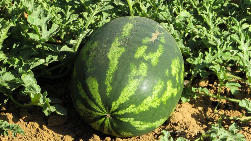 Wie man eine reife und süße Wassermelone wählt: worauf man beim Kauf und bei der Auswahl einer Frucht im Garten achten muss