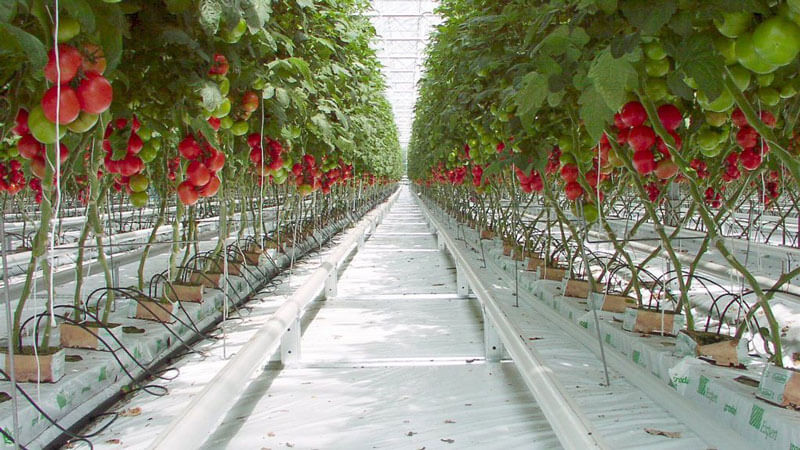 Wie man im Winter Tomaten in einem Gewächshaus anbaut: Schritt-für-Schritt-Anleitung für eine reichhaltige Ernte das ganze Jahr über