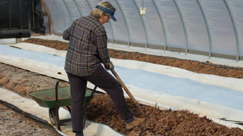 Wie man im Winter Tomaten in einem Gewächshaus anbaut: Schritt-für-Schritt-Anleitung für eine reichhaltige Ernte das ganze Jahr über