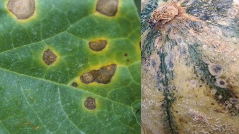 Was sind die Krankheiten der Wassermelonen und ihre Behandlung, vorbeugende Maßnahmen