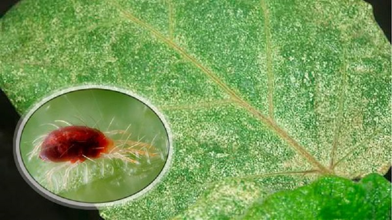 Was tun, wenn die Blüten der Aubergine im Gewächshaus fallen und warum passiert das?