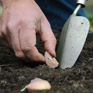 Wann und welche Art von Dünger im Herbst für Knoblauch angewendet werden soll: Fütterungspläne und ein Überblick über die besten Formulierungen zur Ertragssteigerung