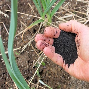 Wann und welche Art von Dünger im Herbst für Knoblauch angewendet werden soll: Fütterungspläne und ein Überblick über die besten Formulierungen zur Ertragssteigerung