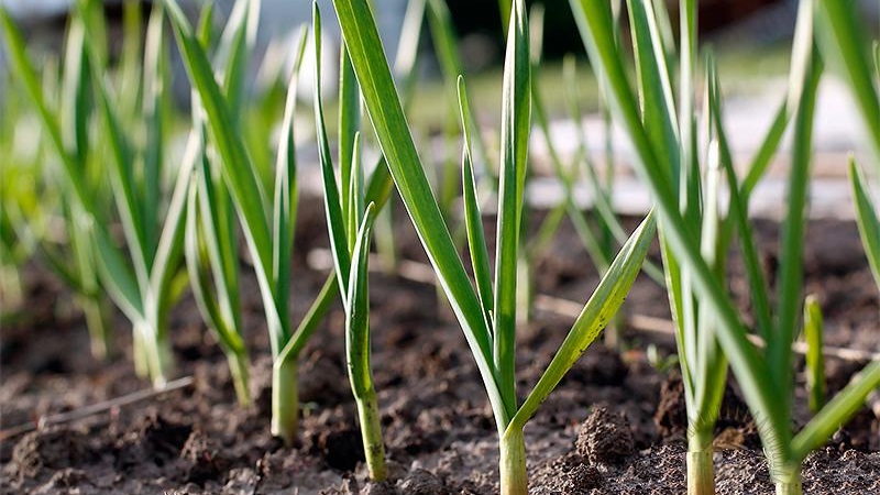 Wann und welche Art von Dünger im Herbst für Knoblauch angewendet werden soll: Fütterungspläne und ein Überblick über die besten Formulierungen zur Ertragssteigerung