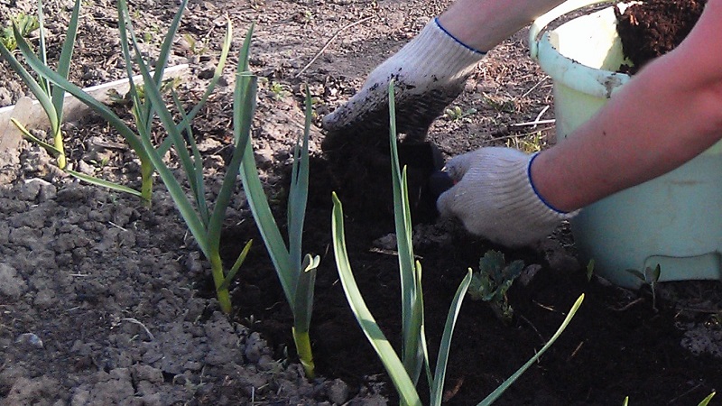 Wann und welche Art von Dünger im Herbst für Knoblauch angewendet werden soll: Fütterungspläne und ein Überblick über die besten Formulierungen zur Ertragssteigerung