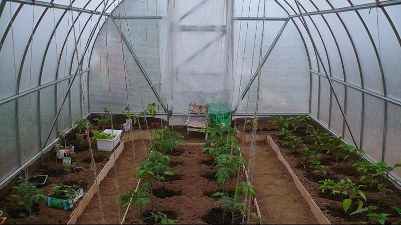 Wann und wie man Tomaten in ein Gewächshaus aus Polycarbonat pflanzt