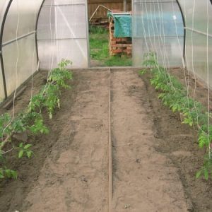 Wann und wie man Tomaten in ein Gewächshaus aus Polycarbonat pflanzt