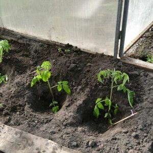 Wann und wie man Tomaten in ein Gewächshaus aus Polycarbonat pflanzt