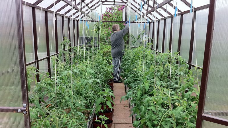 Wann und wie man Tomaten in ein Gewächshaus aus Polycarbonat pflanzt