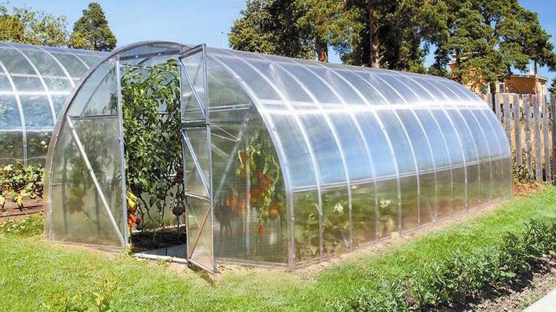 Wann und wie man Tomaten in ein Gewächshaus aus Polycarbonat pflanzt