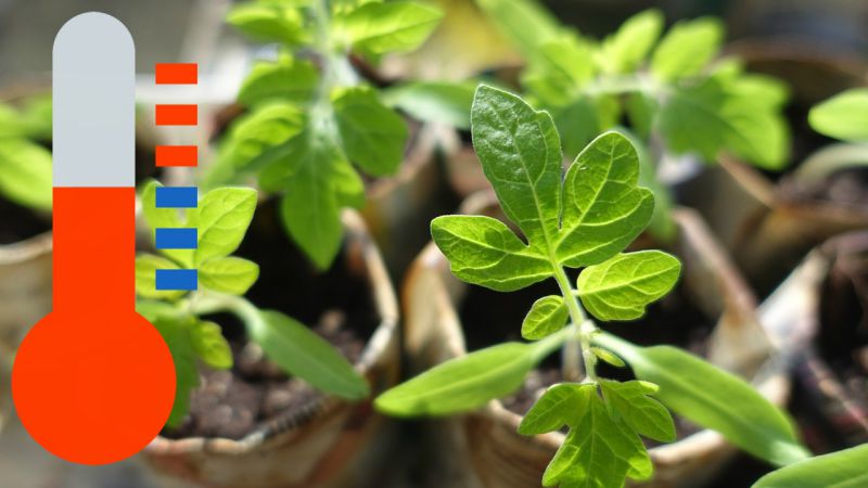 Wann und wie man Tomaten in ein Gewächshaus aus Polycarbonat pflanzt