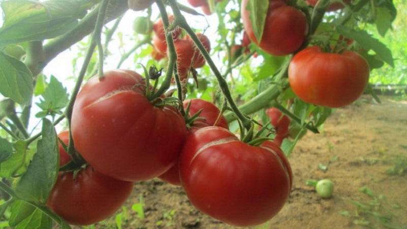 Großfruchtige Sorte bulgarischer Züchter - Mamina Lyubovs Tomate