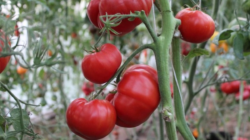 Großfruchtige Sorte bulgarischer Züchter - Mamina Lyubovs Tomate