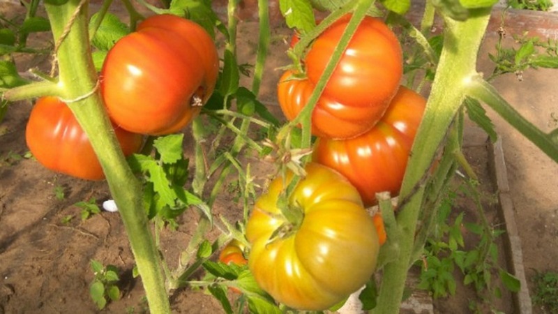 Großfruchtige Sorte bulgarischer Züchter - Mamina Lyubovs Tomate