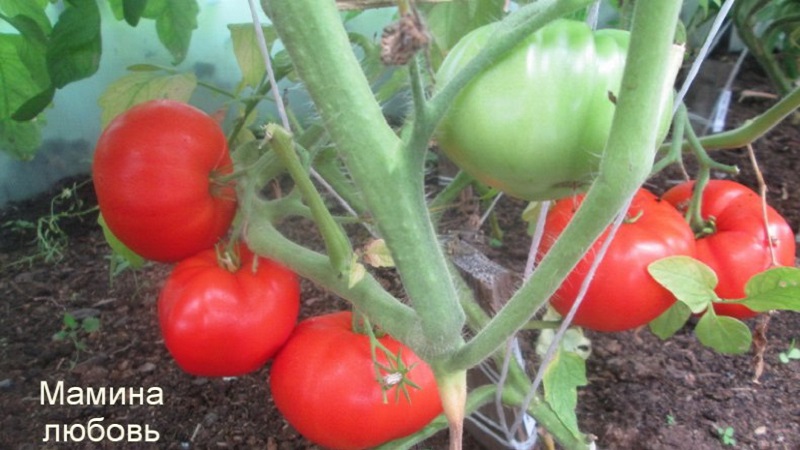 Großfruchtige Sorte von bulgarischen Züchtern - Mamas Tomate