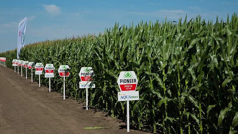 Die besten Sorten von Pioneer Maissamen: Eigenschaften, Preise und Tipps zur Auswahl