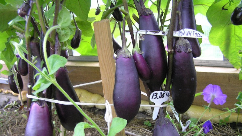 Unprätentiöse Robin Hood Aubergine - Ideal für Anfänger